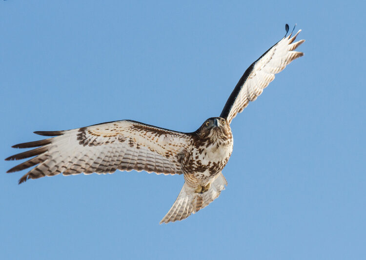 Andy Howeys Birds Of Pray