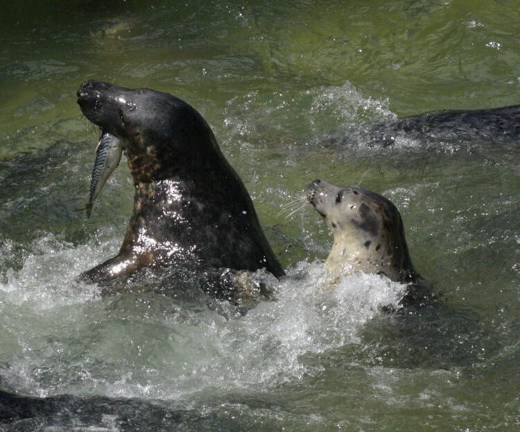 Cornish Seal Sanctuary