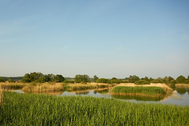 Ham Wall nature Reserve