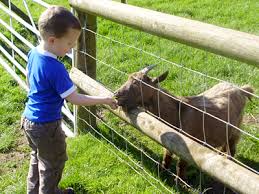 LlanfairChildrensFarmPark