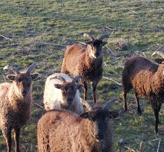 Long Acres Touring Park