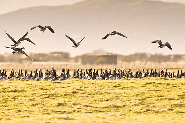 MerseheadNatureReserve