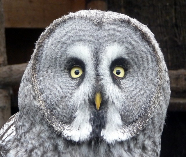 Small Breeds Park And Owl Sanctury