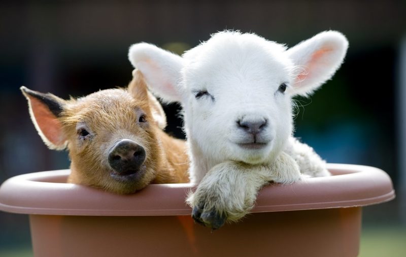 TheBigSheepFamilyAttraction