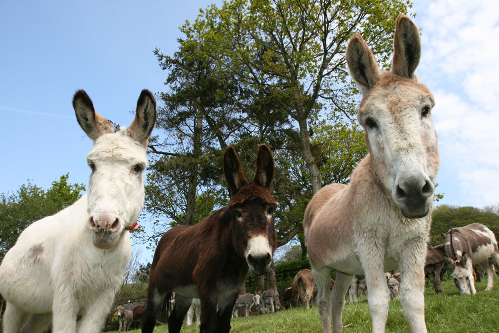 The Donkey Sanctuary