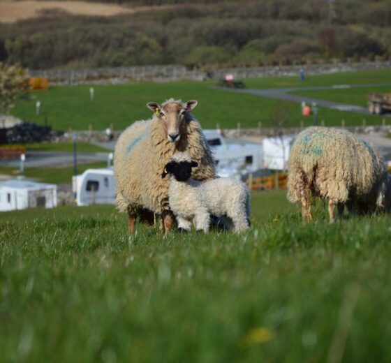 Trawsdir Caravan & Camping Park_14