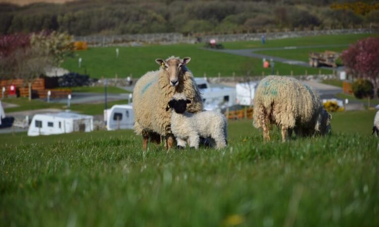 Trawsdir Caravan & Camping Park_14