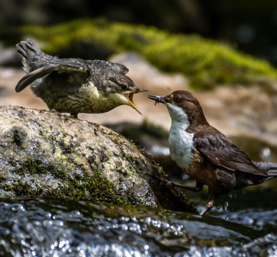 Waterrow Touring Park
