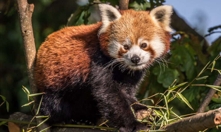 cheshire--chester-zoo