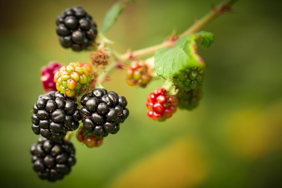 Blackberries-5f3b9e9376028