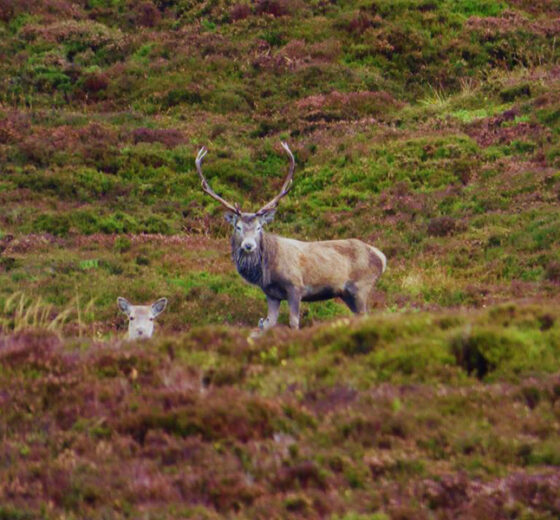 Blair Castle-5f3aad4ee3bde