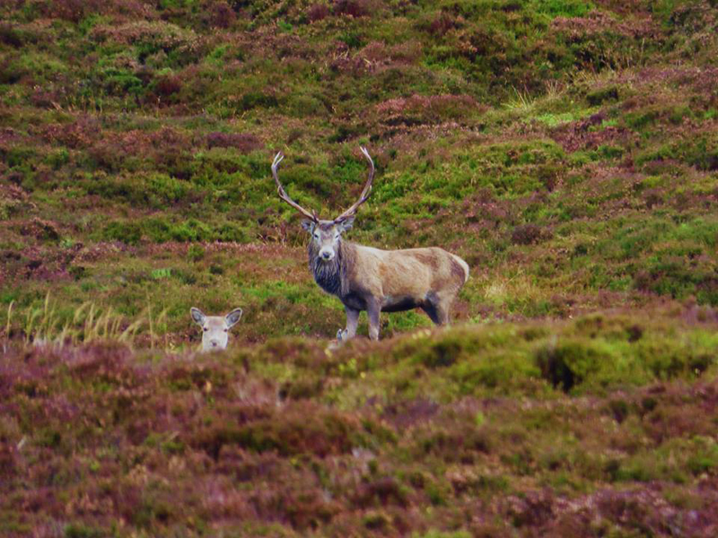 Blair Castle-5f3aad4ee3bde