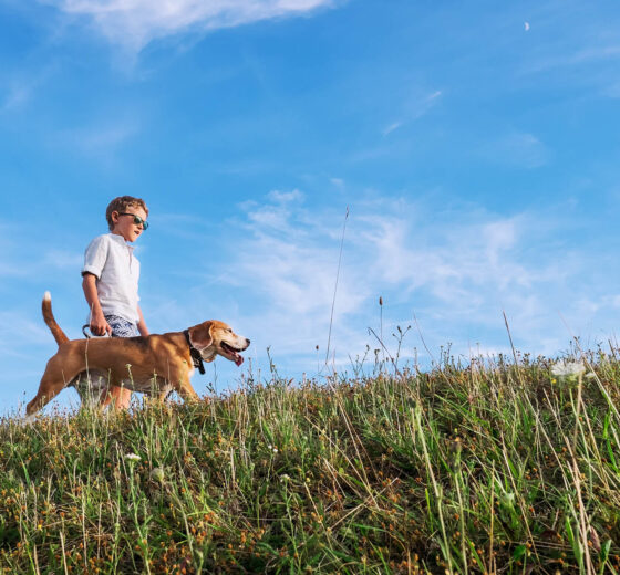 Boy with dog walk together on green hill