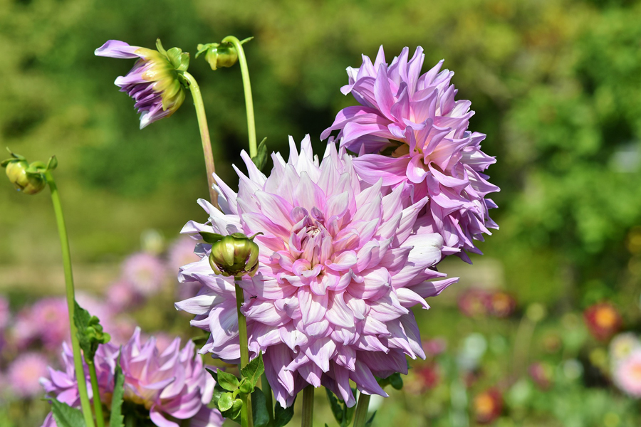 Dahlia-5f3bb7a8a536a