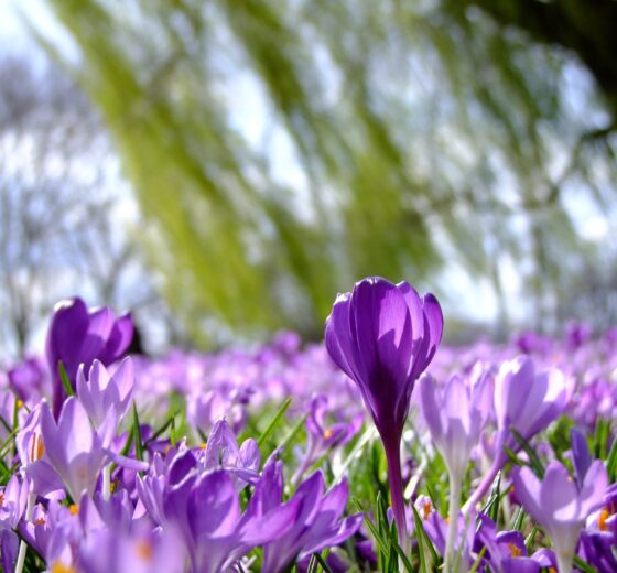 8 Reasons To Go On A Caravan Holiday This Spring