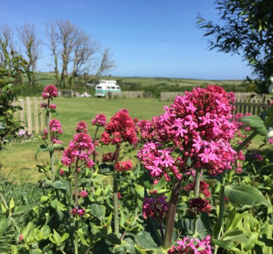 Parkland Caravan and Camping Site – New Best Of British Holiday Park!