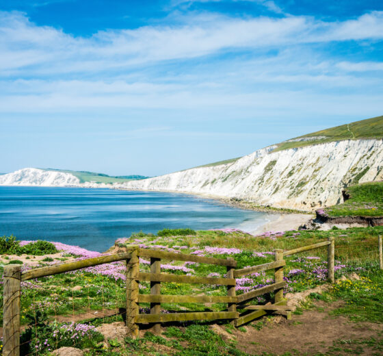 ALL ABOUT… Whitefield Forest Touring Park – Isle of Wight